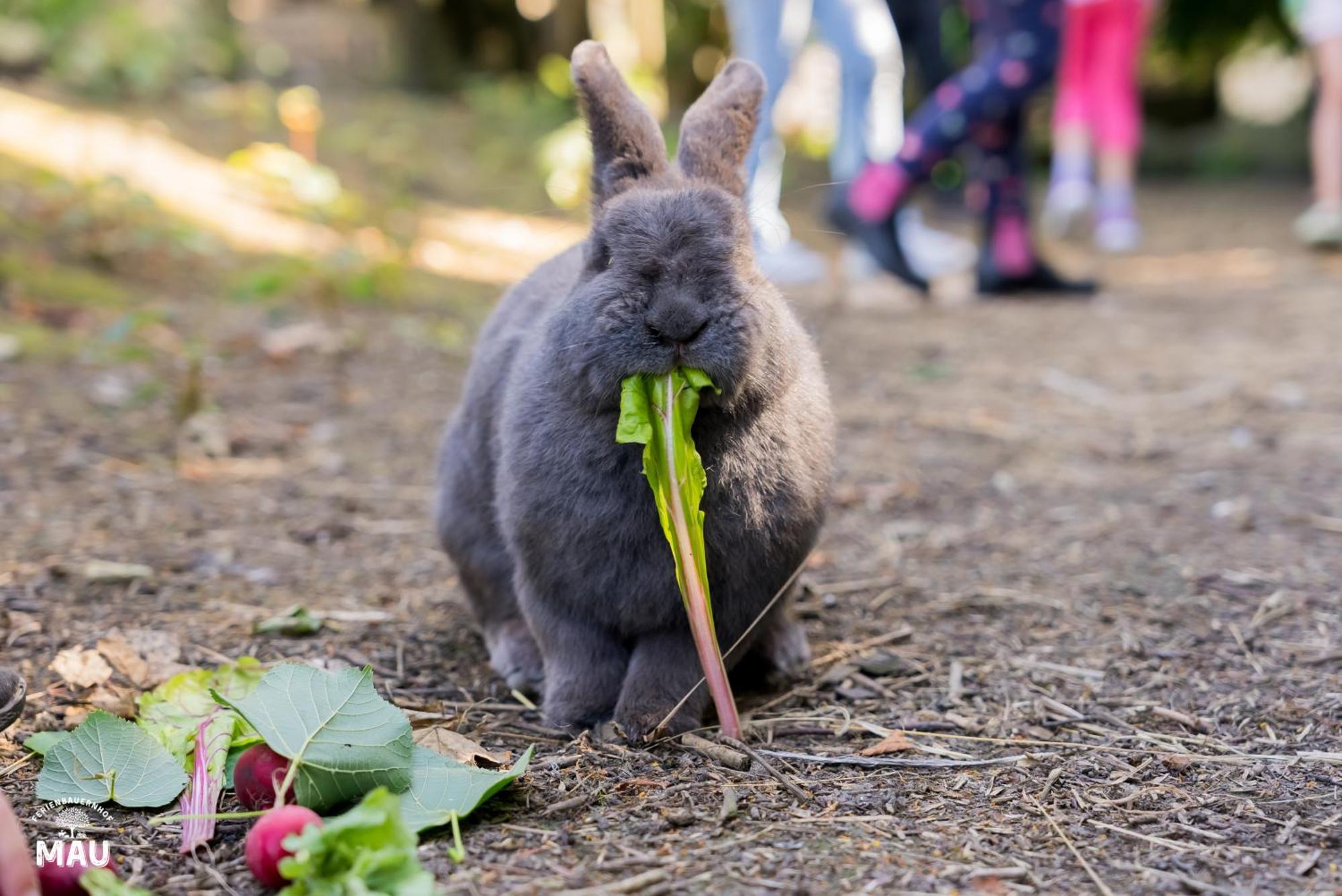 Ferienbauernhof Mau Villa Fehmarn Bagian luar foto